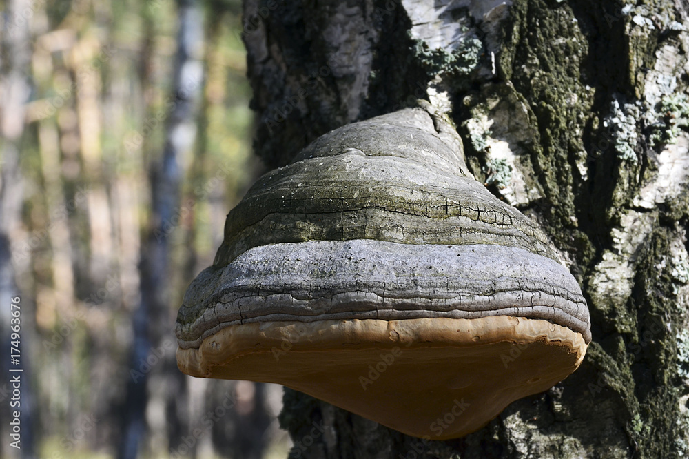 chaga mushroom for cancer